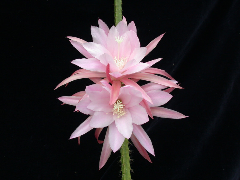 aporocactus tempelfeuer wessner 01