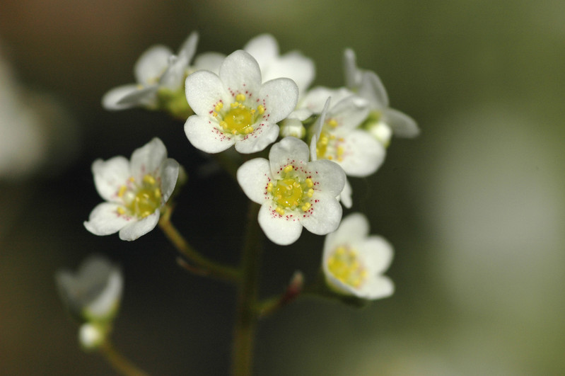 saxifraga paniculata 02