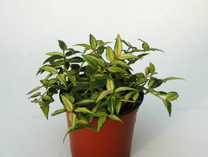 hoya bella louise buis 6554