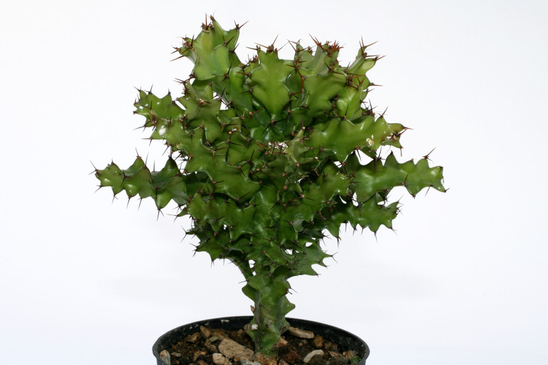 euphorbia wakefieldii 4655