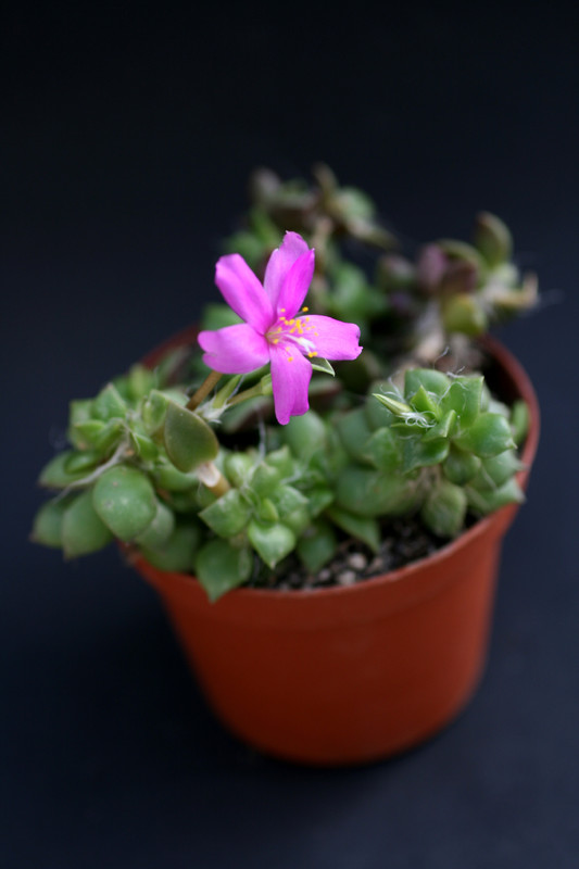 anacampseros rufescens 1003