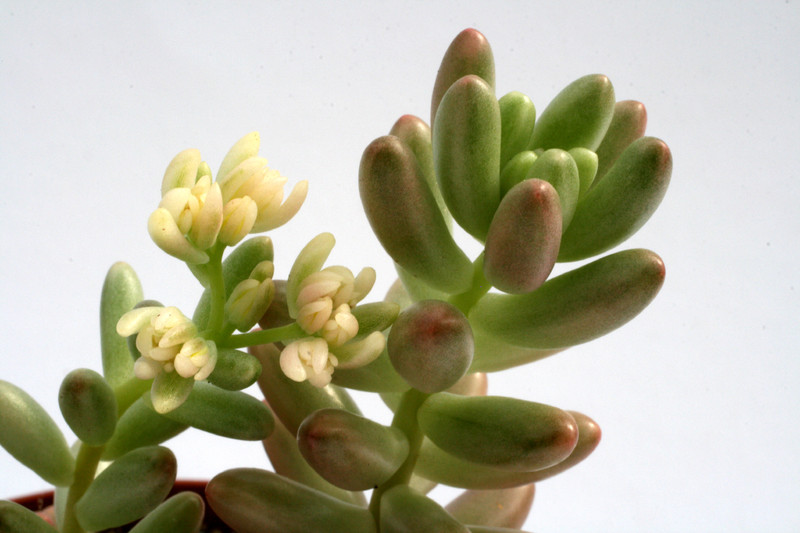 sedum rubrotinctum variegata 7573