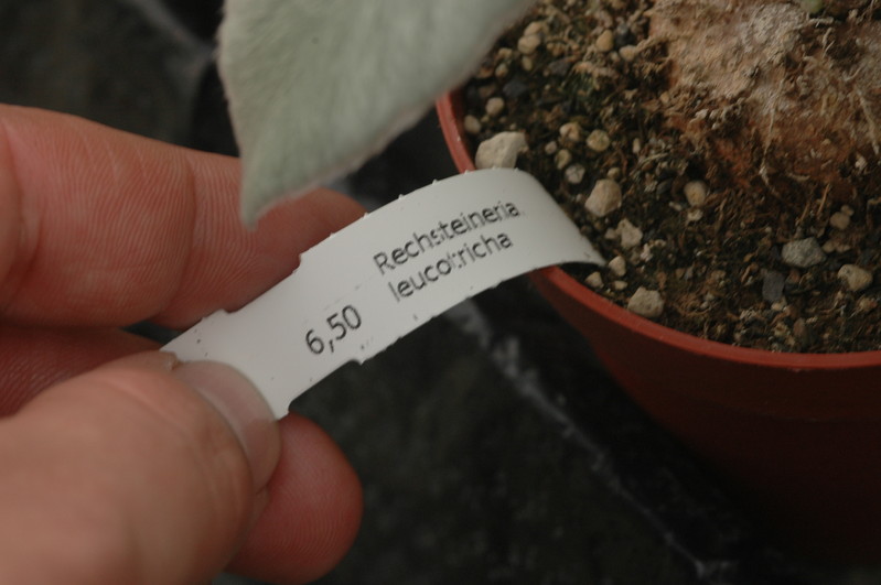 rechsteineria leucotricha 1098