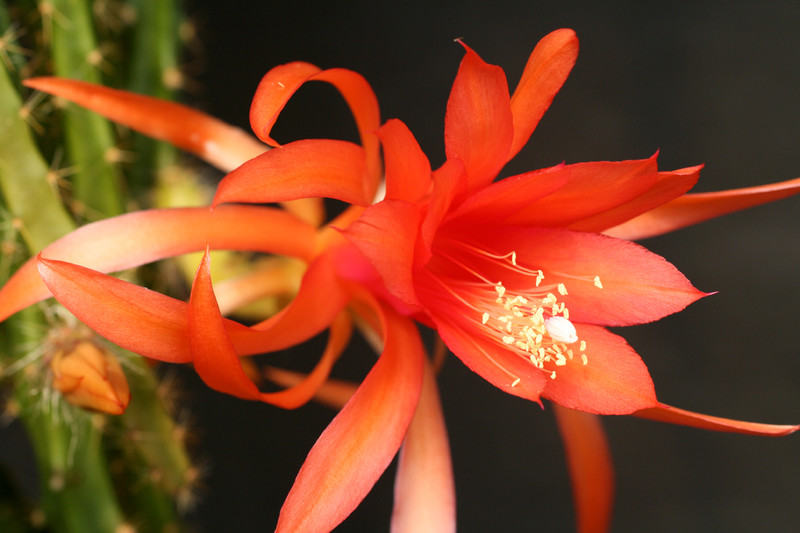 aporocactus englische hybride 31 0020