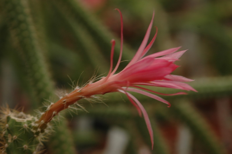 aporocactus felix 1046