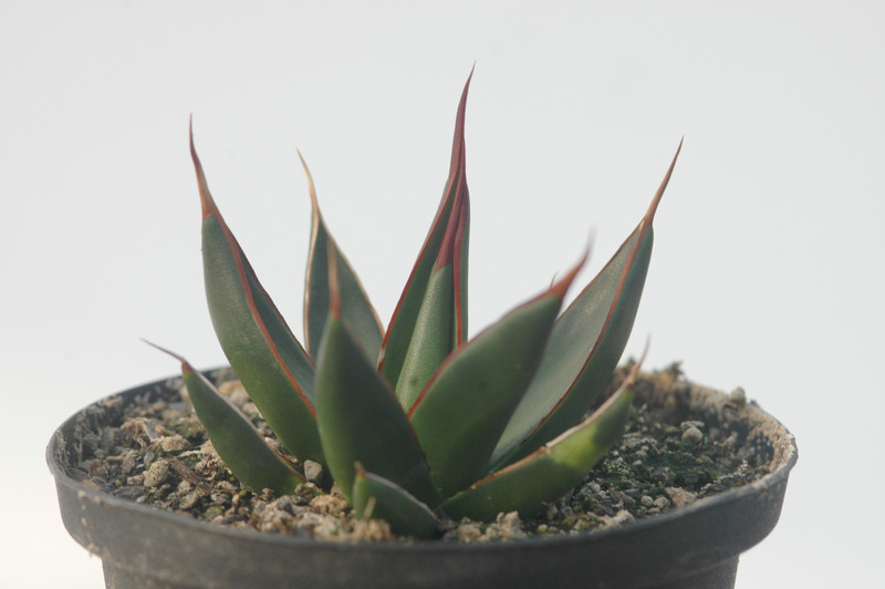 agave pelona cerro aquituni 8505