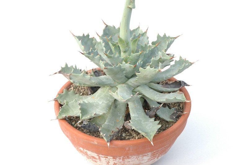 agave potatorum 8383