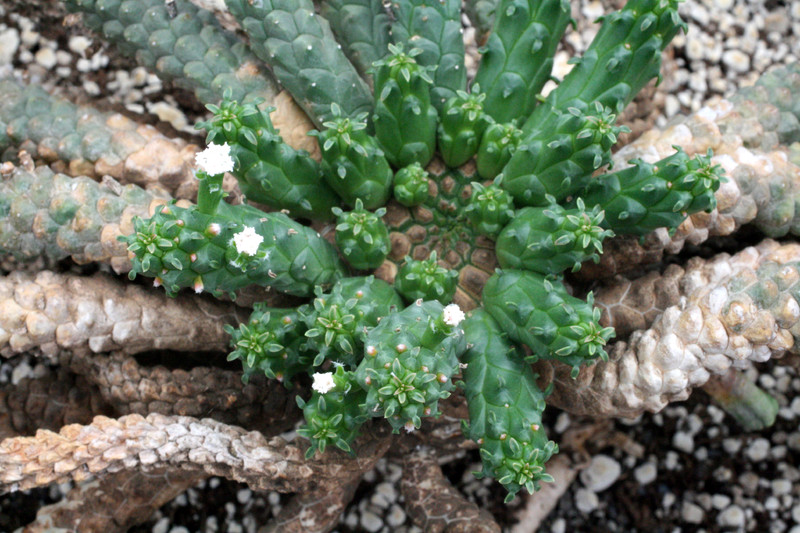 cussonia paniculata 0080