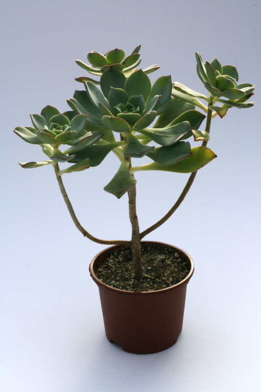 aeonium haworthii 8007