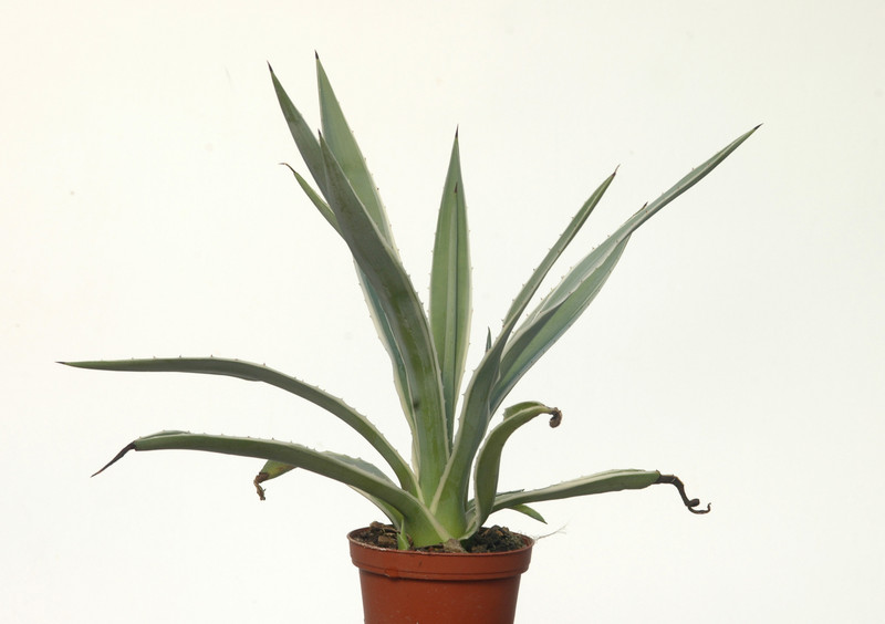 agave angustifolia marginata 8592