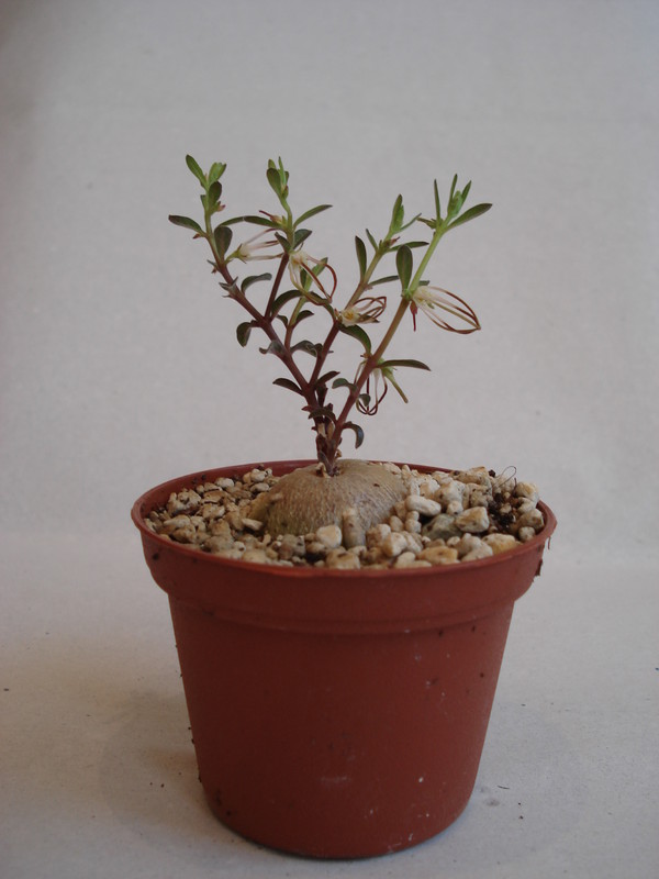 brachystelma circinatum 142