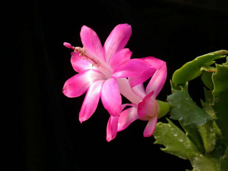 schlumbergera rosabell 05