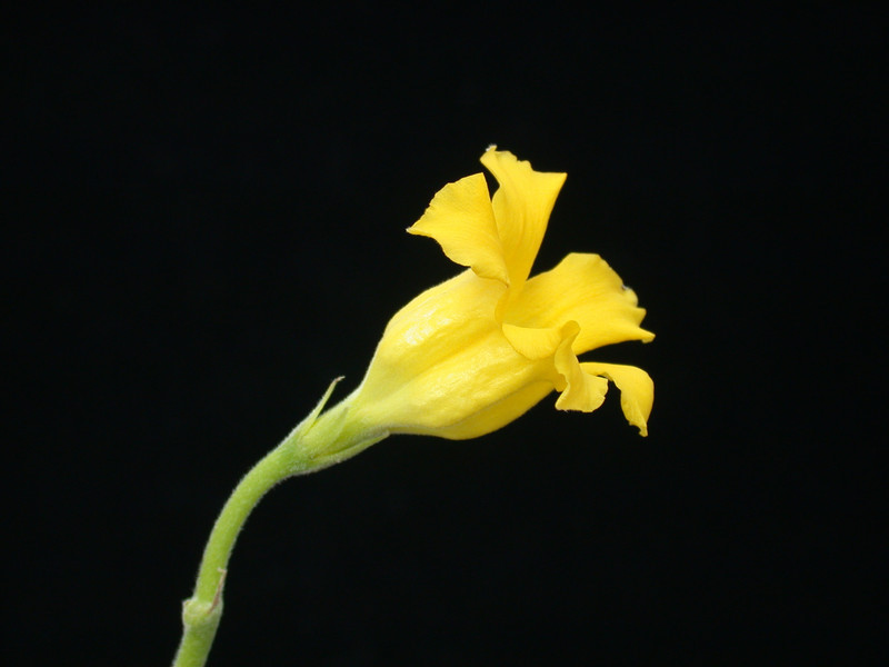 pachypodium horombense 02