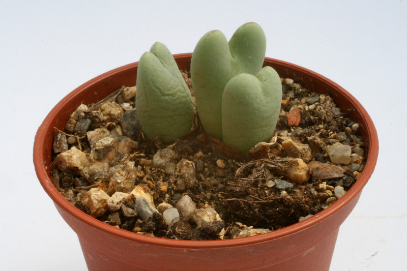 conophytum cupreiflorum 2869