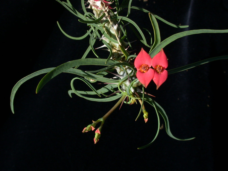euphorbia gottlebii 05