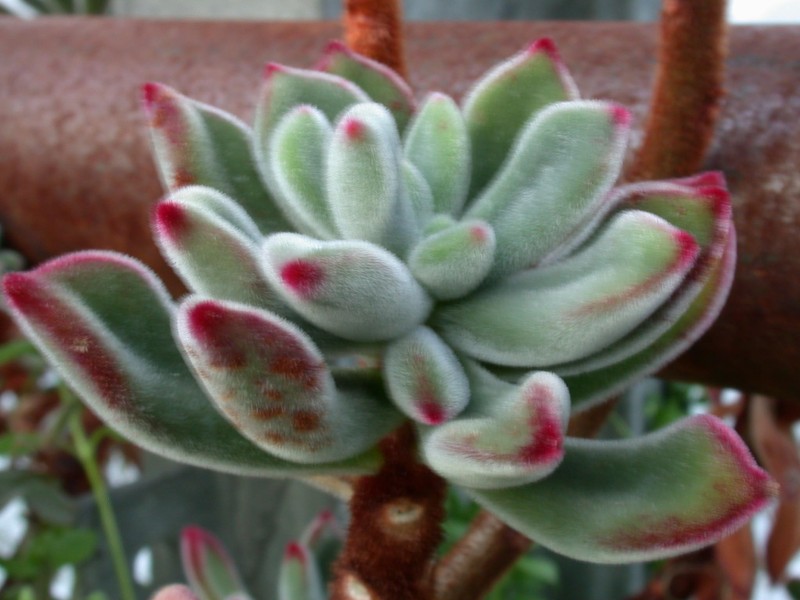 echeveria pulvinosa 01