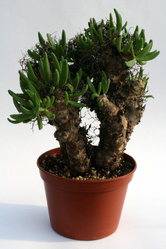 tylecodon reticulatus 0745