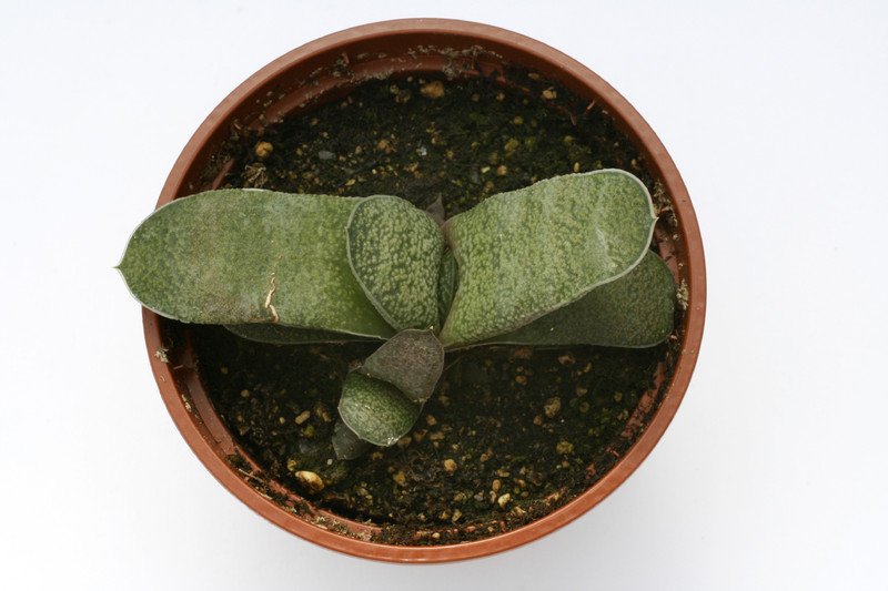 gasteria glauca es1366 8036