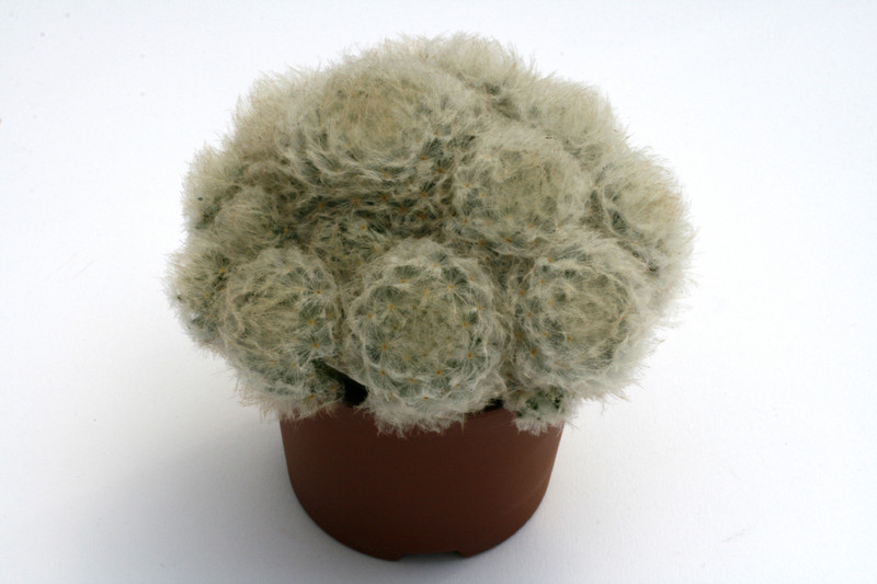 mammillaria plumosa 0114