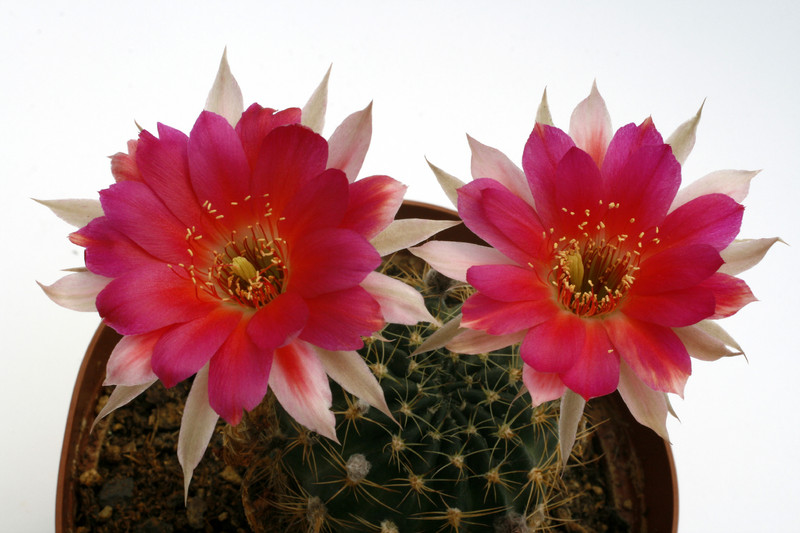 echinopsis geisenheim 9816