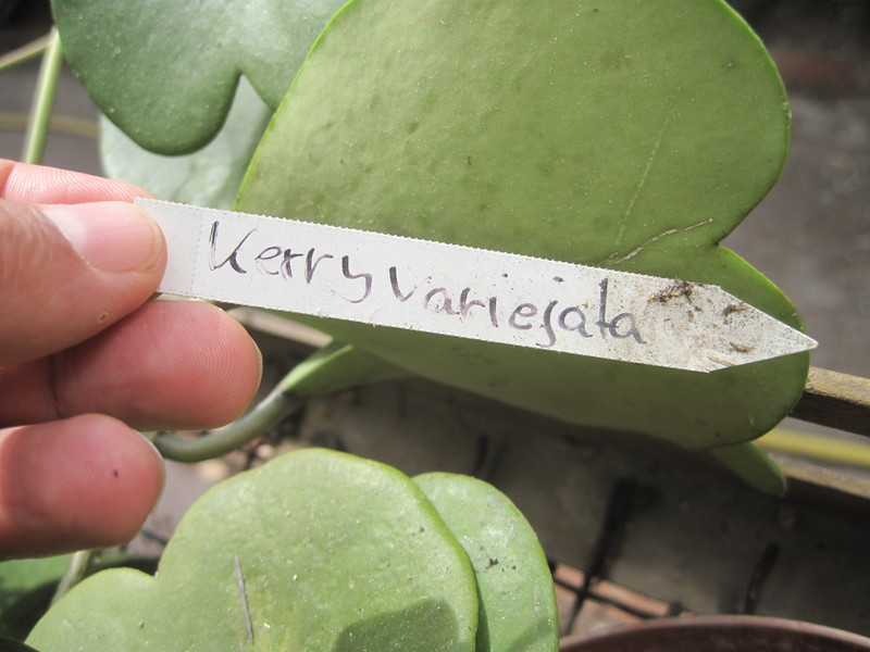 hoya kerrii variegata 1222