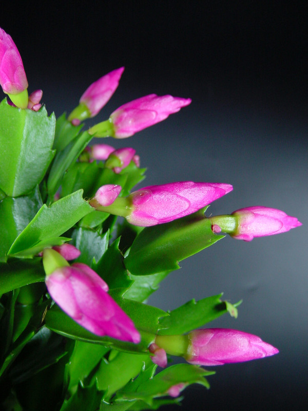 schlumbergera cyber dancer 4