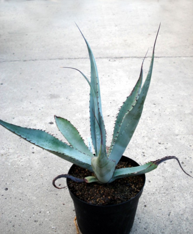 agave scabra hundido 4867
