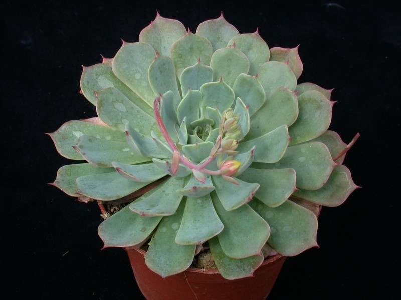 echeveria peacockii bleute 02