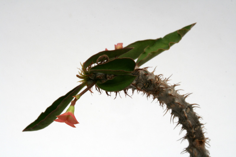 euphorbia cv wavy 6946