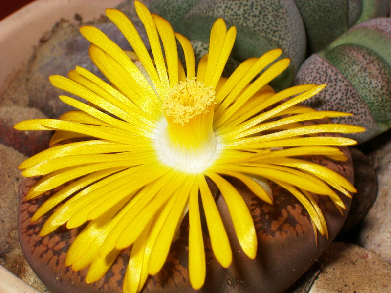 lithops aucampiae 444