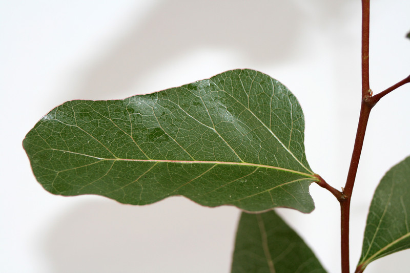 brachychiton populneus 4004