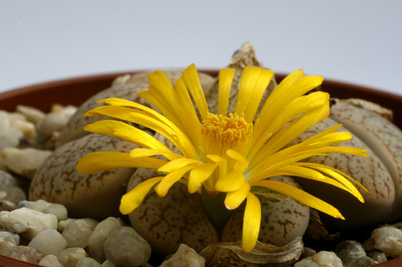 lithops pseudotruncatella mundtii 9552