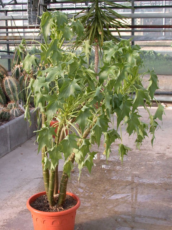 senecio praecox 1184
