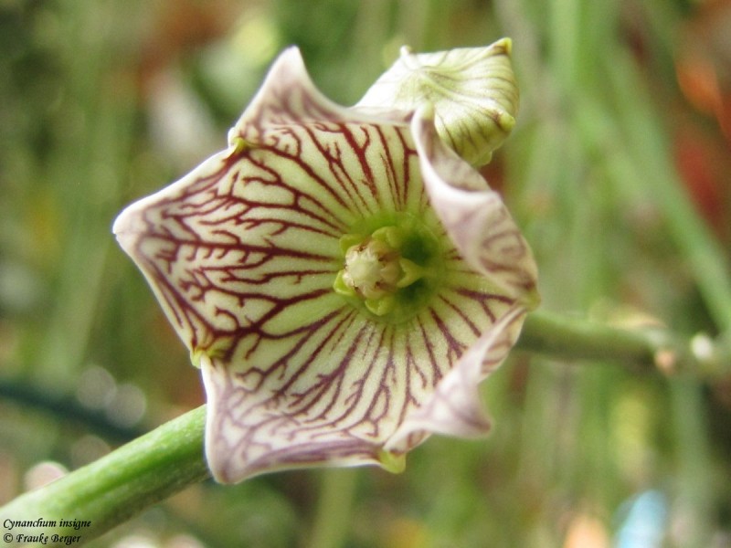 Cynanchum insigne
