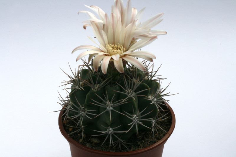 gymnocalycium mostii 9939