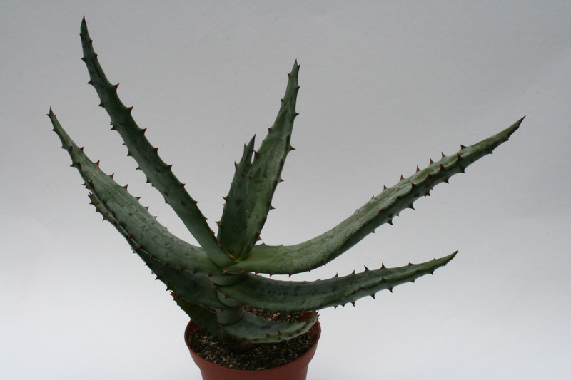 aloe ferox 6692
