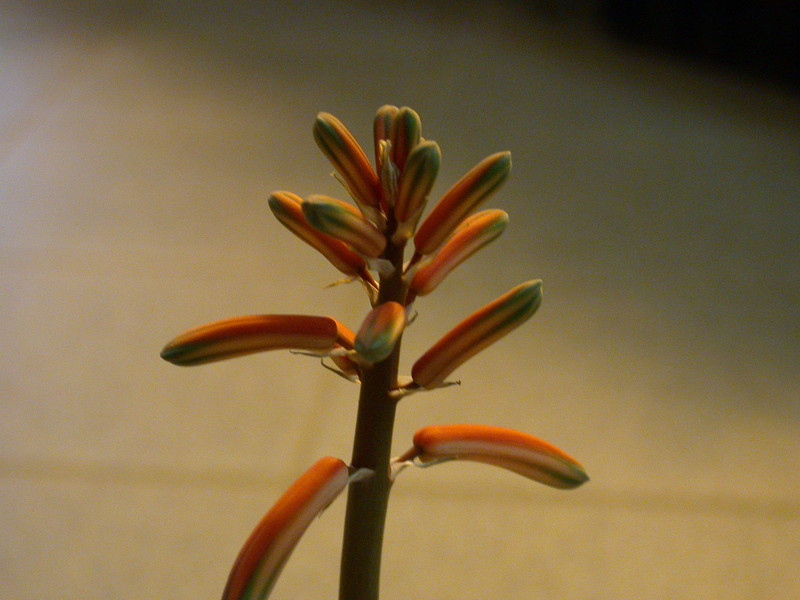 aloe variegata