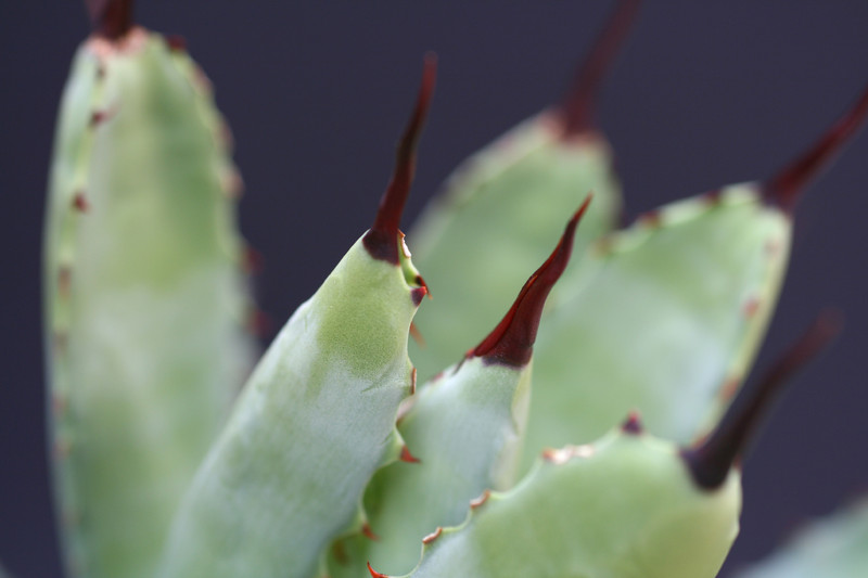 agave maroacantha verde 1414