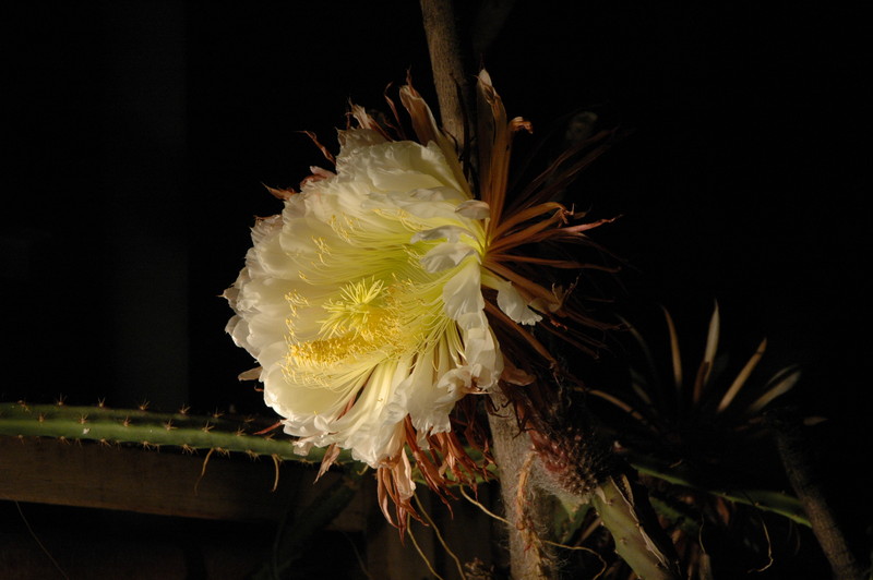 selenicereus grandiflorus koenigin 2006 05 9740