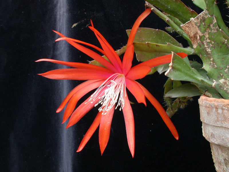 eh tiny flame 9465 07
