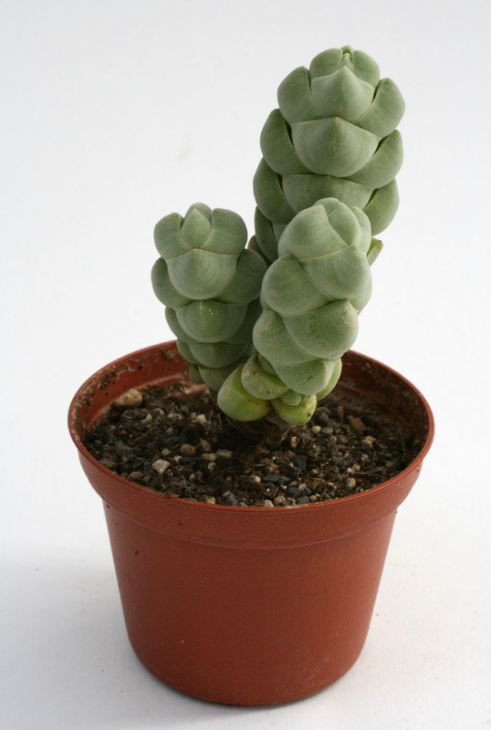 crassula arta 0213