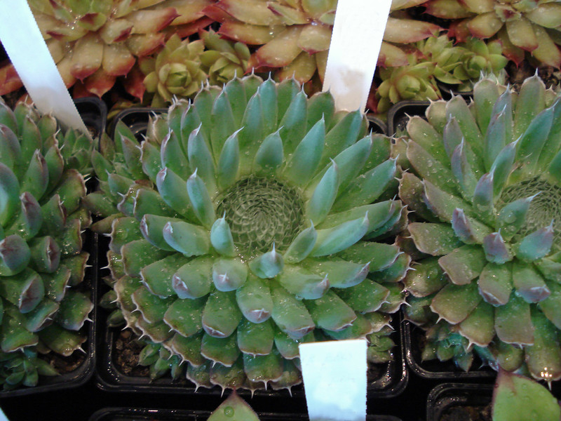 orostachys spinosus 0025