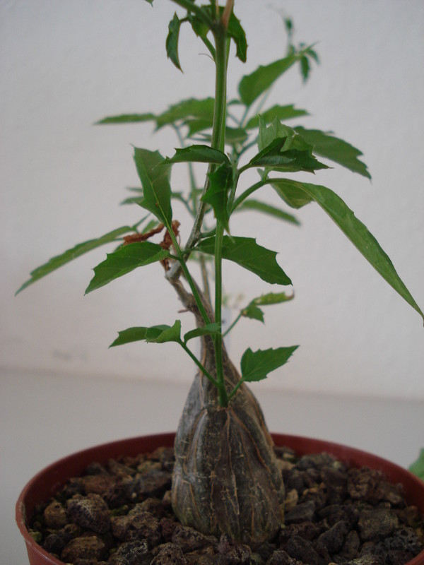 mormodica rostrata 53
