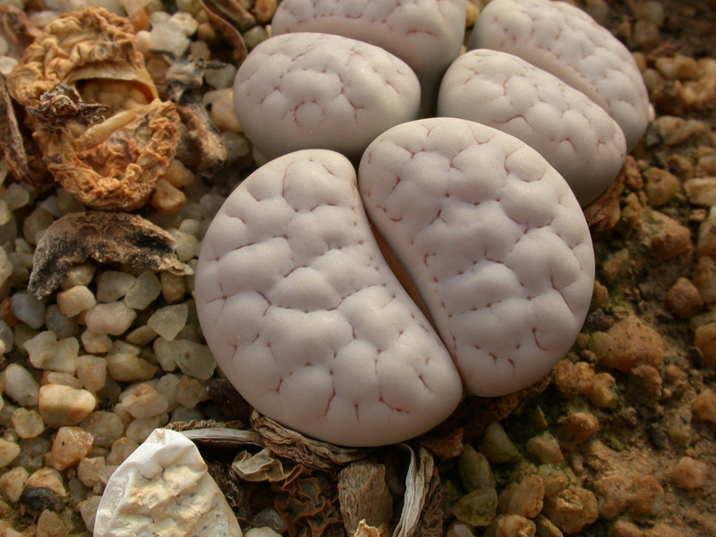 lithops gracilidelineata waldroniae c243 02
