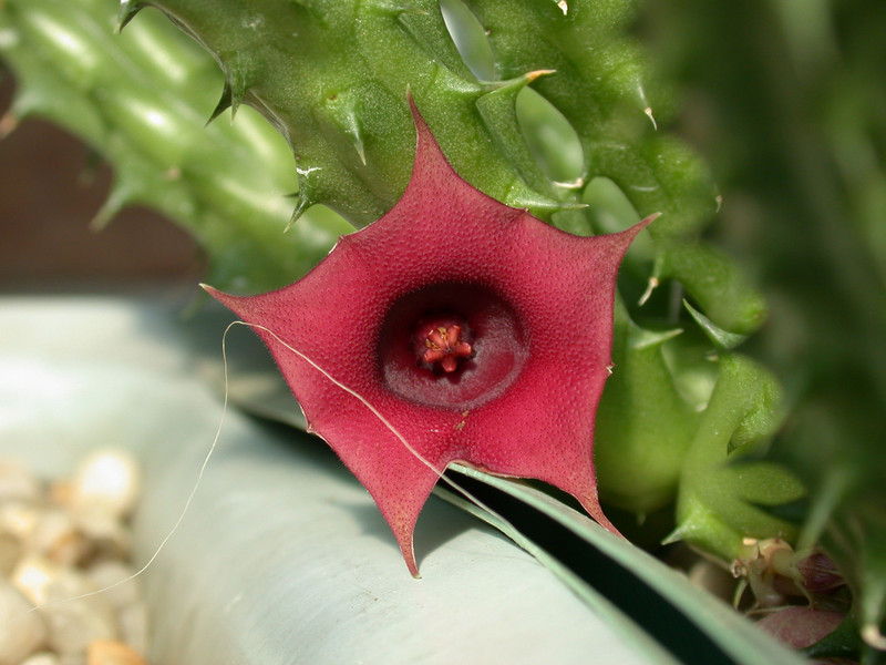 huernia aperta 02