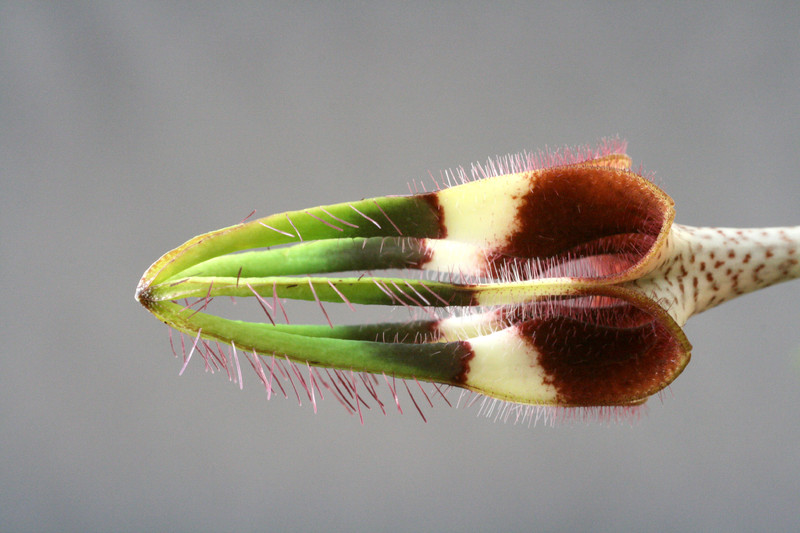 ceropegia radicans radicans 3127