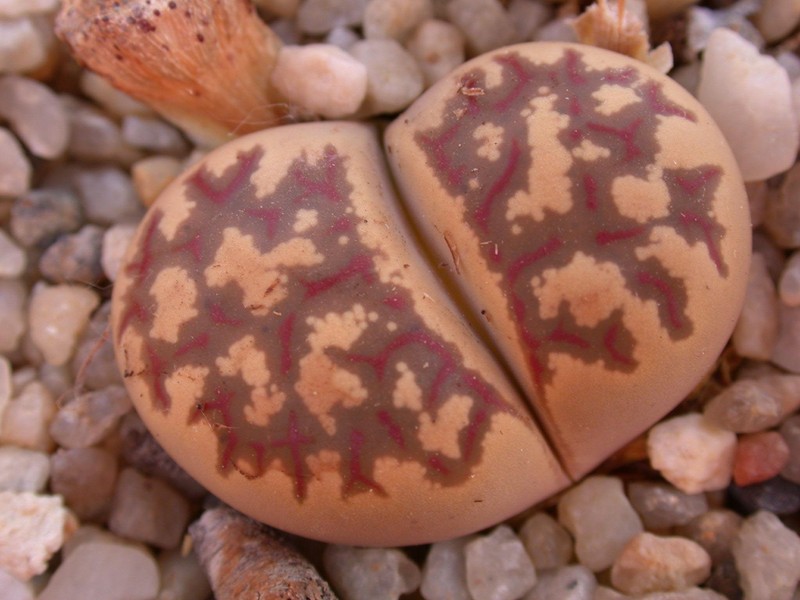 lithops dorotheae 02