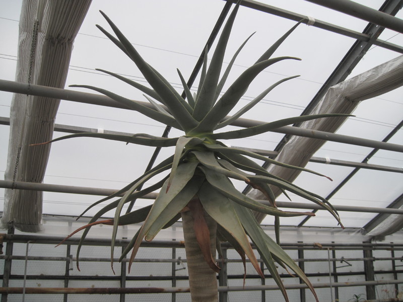 aloe dichotoma 7829