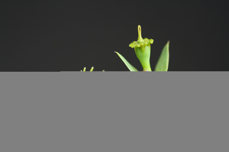 euphorbia globosa 2398