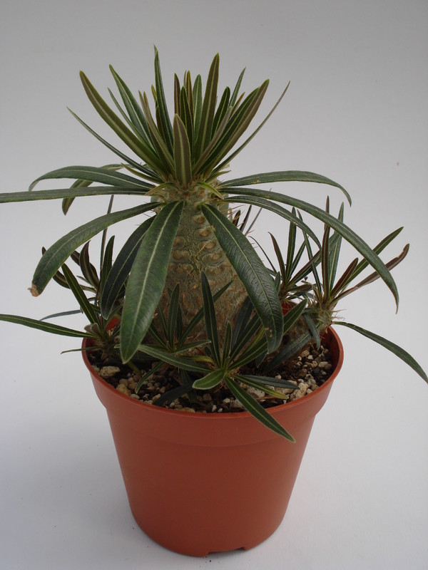 pachypodium rosulatum gracilius 734